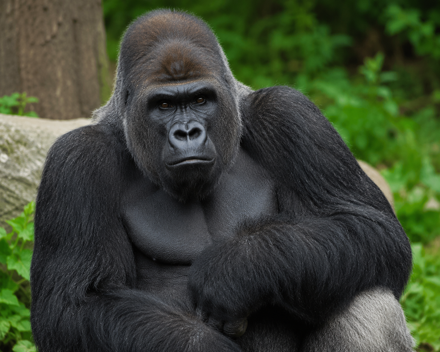 Gorilla Trekking